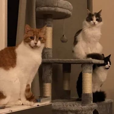 Two cats at home on their cat tree